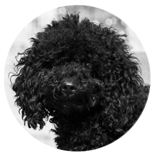 Lotta – Hund